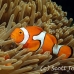 anemonefish_falseclown_nus_h_0705_png1884.jpg
